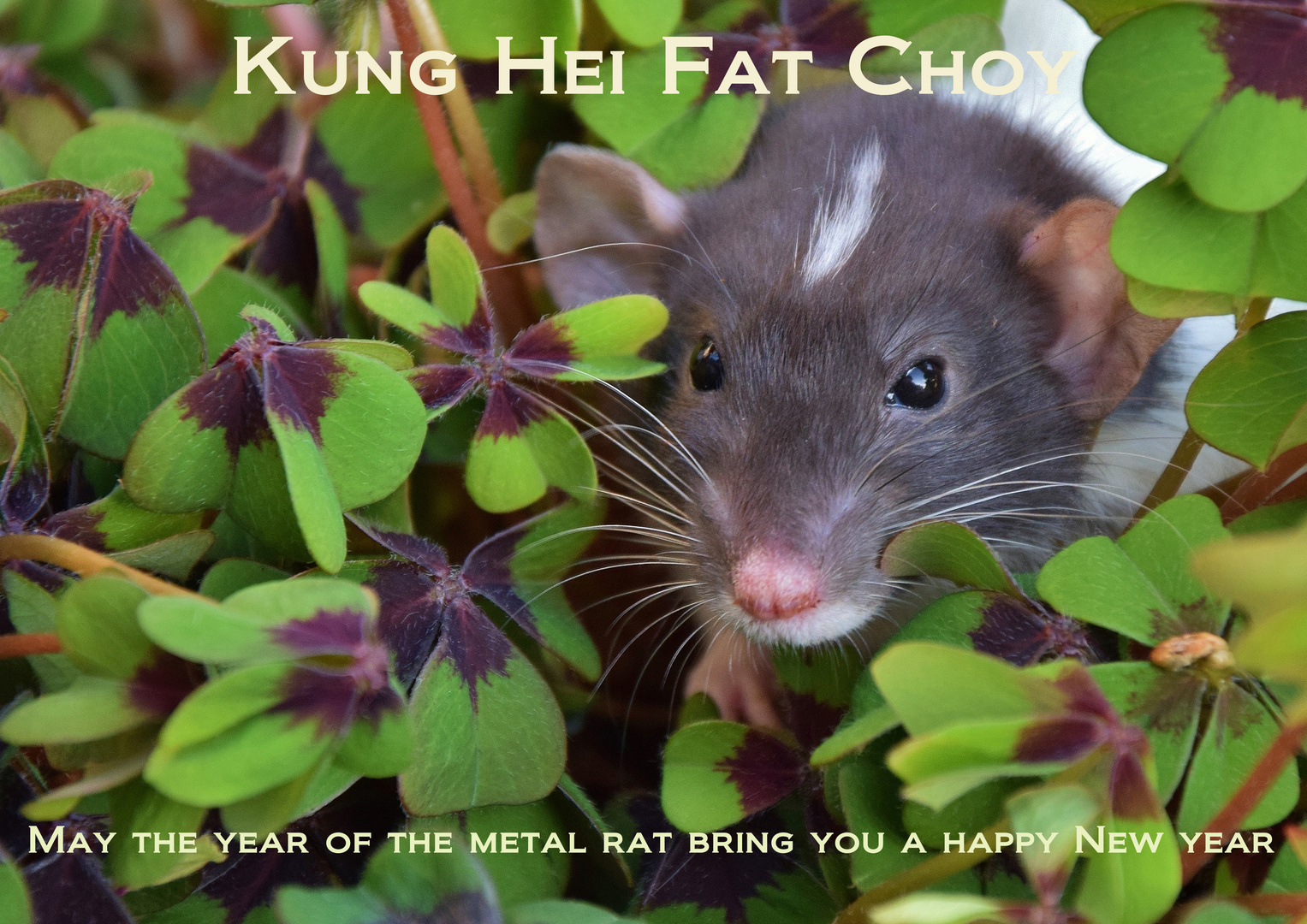 Kung Hei Fat Choy 2020_01 Foto & Bild spezial, natur, tiere Bilder auf