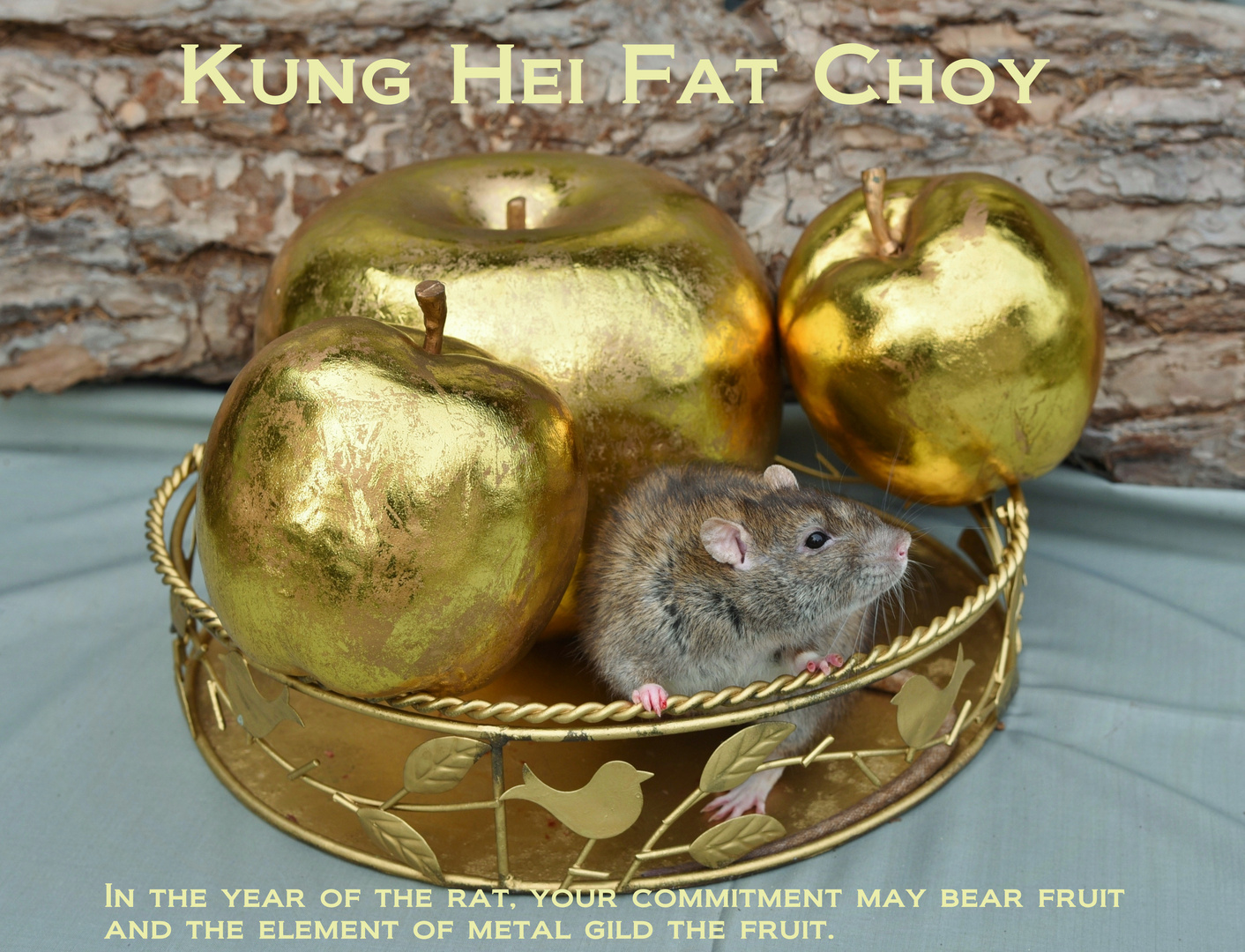 Kung Hei Fat Choy 2020_03 Foto & Bild spezial, natur, tiere Bilder auf