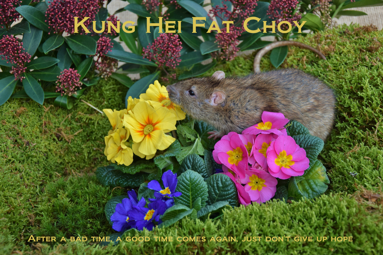 Kung Hei Fat Choy 2020_11 Foto & Bild tiere, haustiere, nagetiere