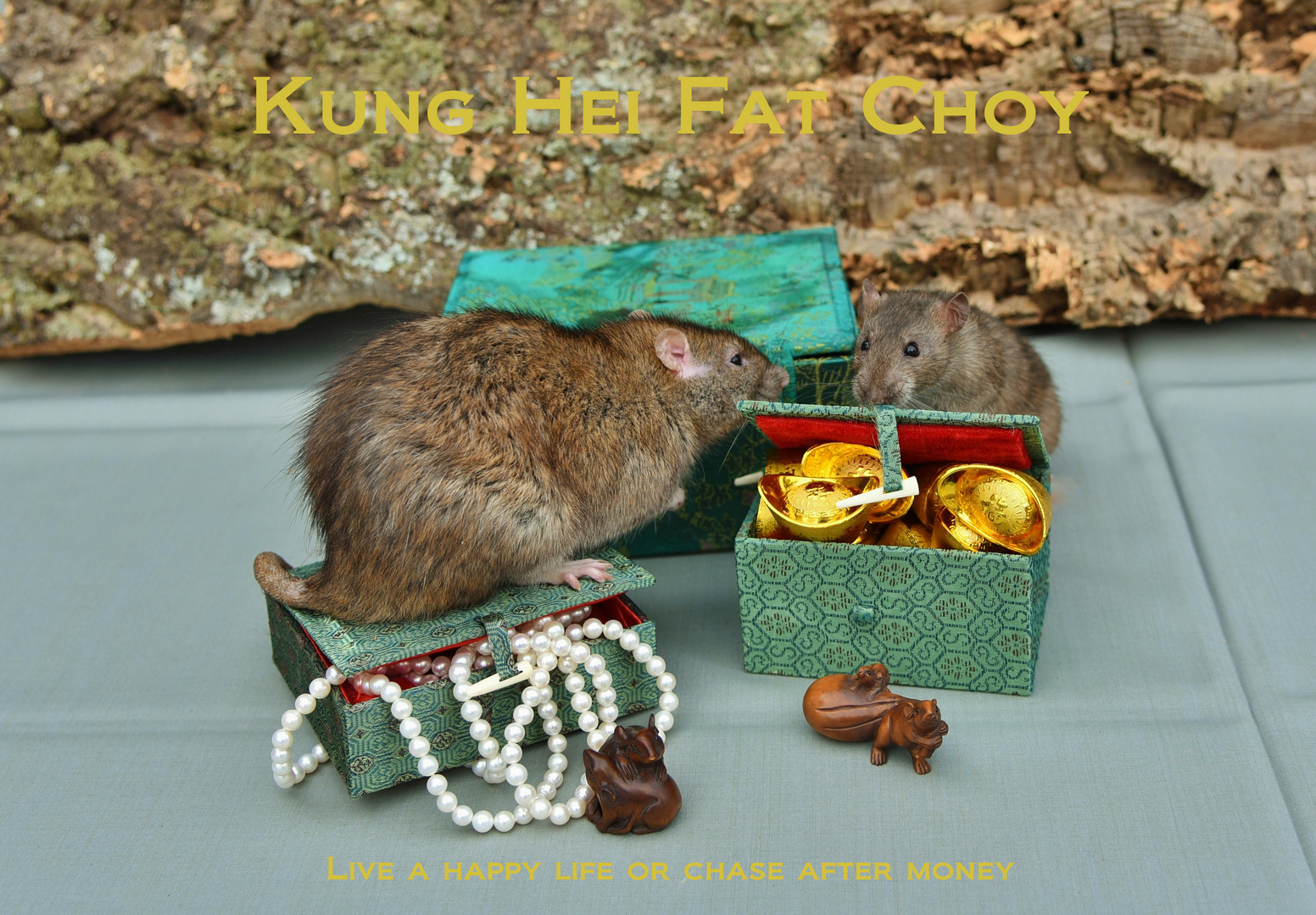 Kung Hei Fat Choy 2020_12 Foto & Bild spezial, natur, tiere Bilder