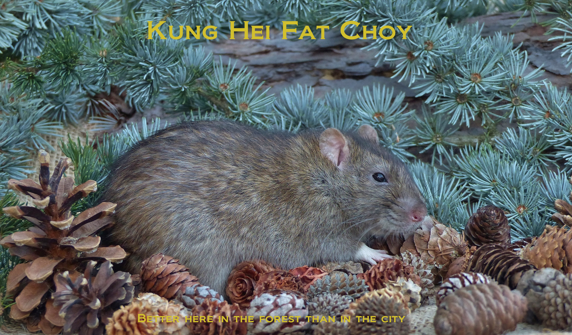Kung Hei Fat Choy 2020_21 Foto & Bild tiere, haustiere, nagetiere
