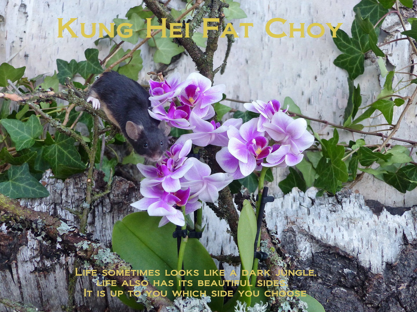 Kung Hei Fat Choy 2020_24