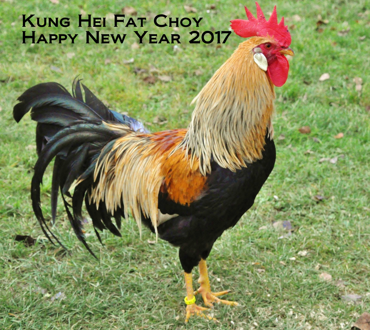 Kung Hei Fat Choy - Happy New Year 2017