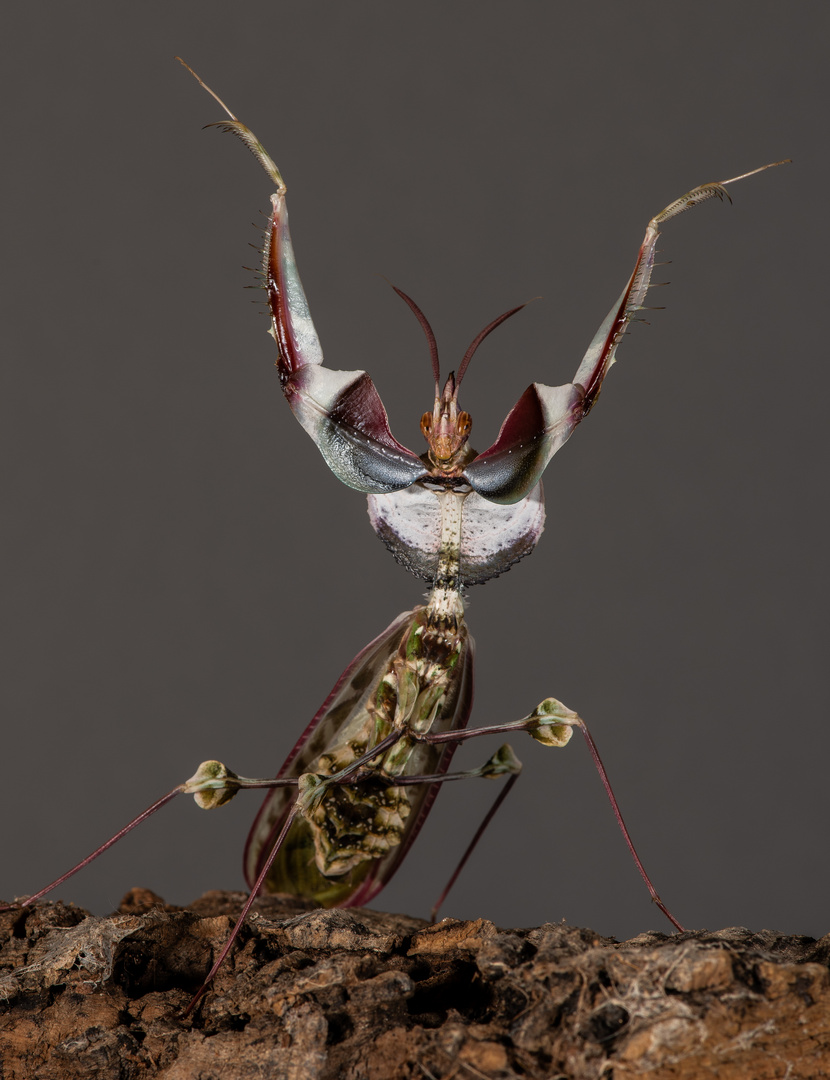 Kungfu Mantis