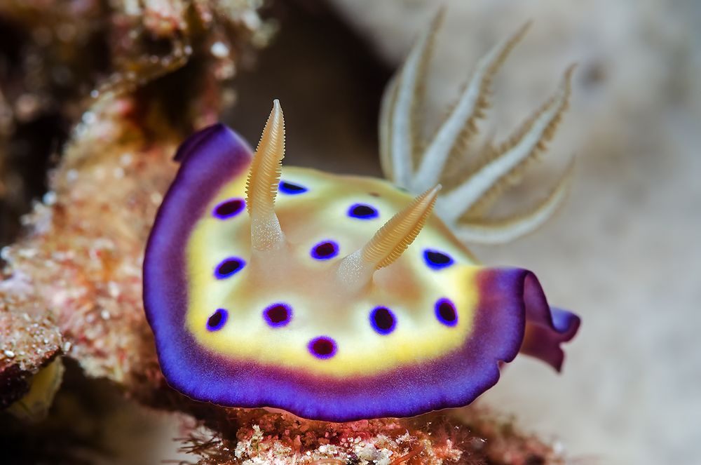 Kuni Prachtsternschnecke (lat.: Geniobranchus kuniei)