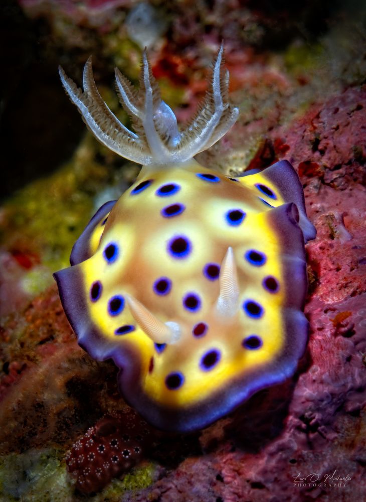 Kunies Chromodoris