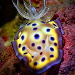 Kunies Chromodoris