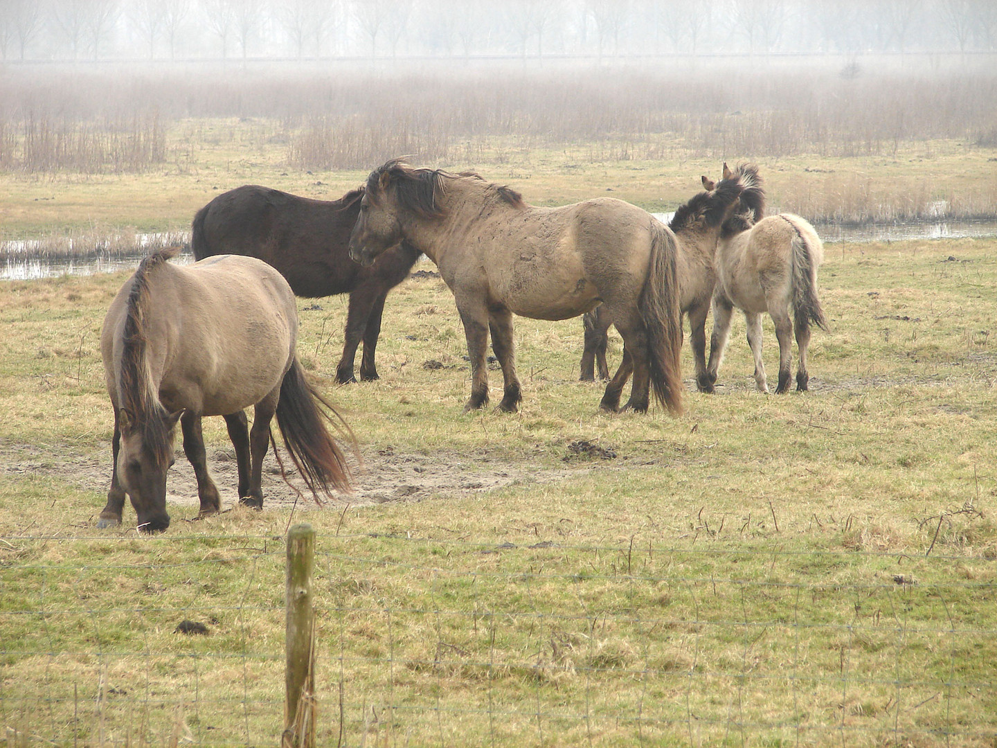 Kuniks im Nebel in Oostvaarderplassen.