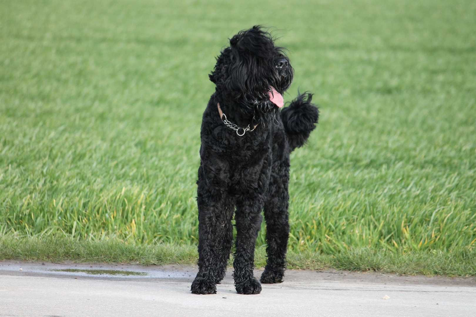 Kuno - Russischer Terrier