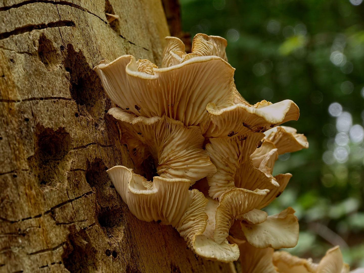 Kunst am Baum