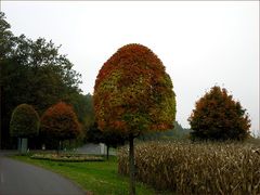 Kunst am Baum