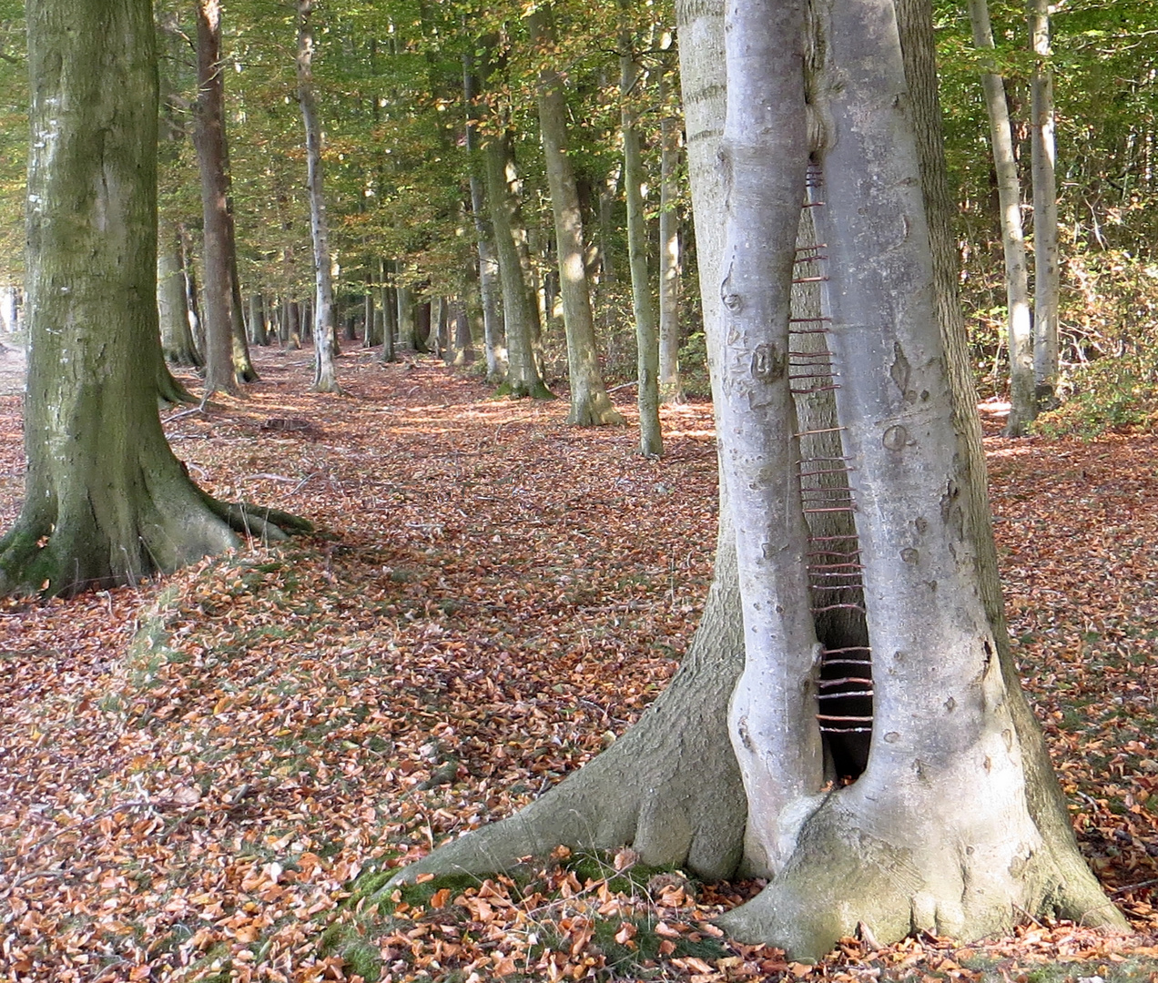 Kunst am Baum