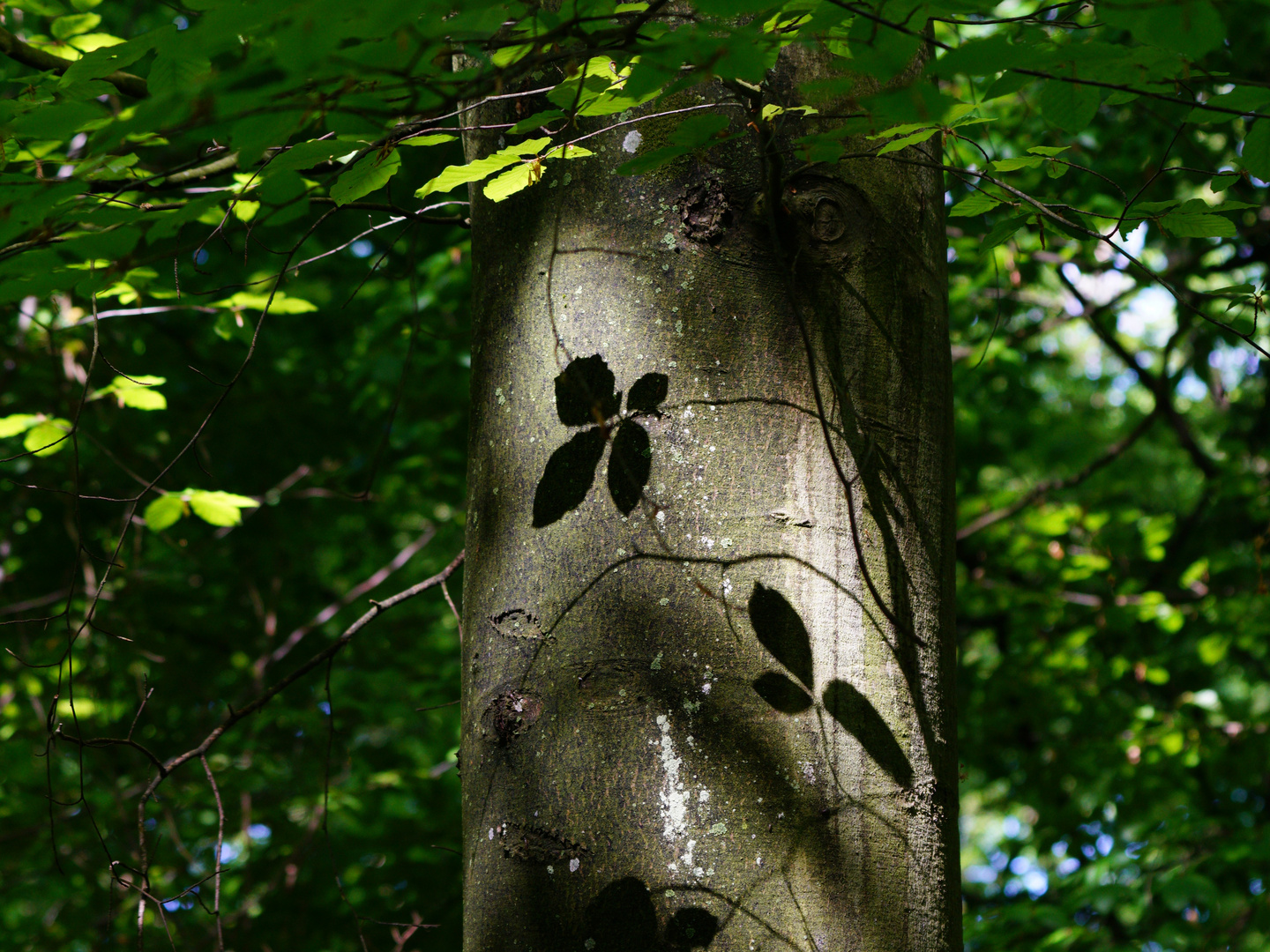 Kunst am Baum - Blattschatten