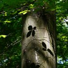 Kunst am Baum - Blattschatten