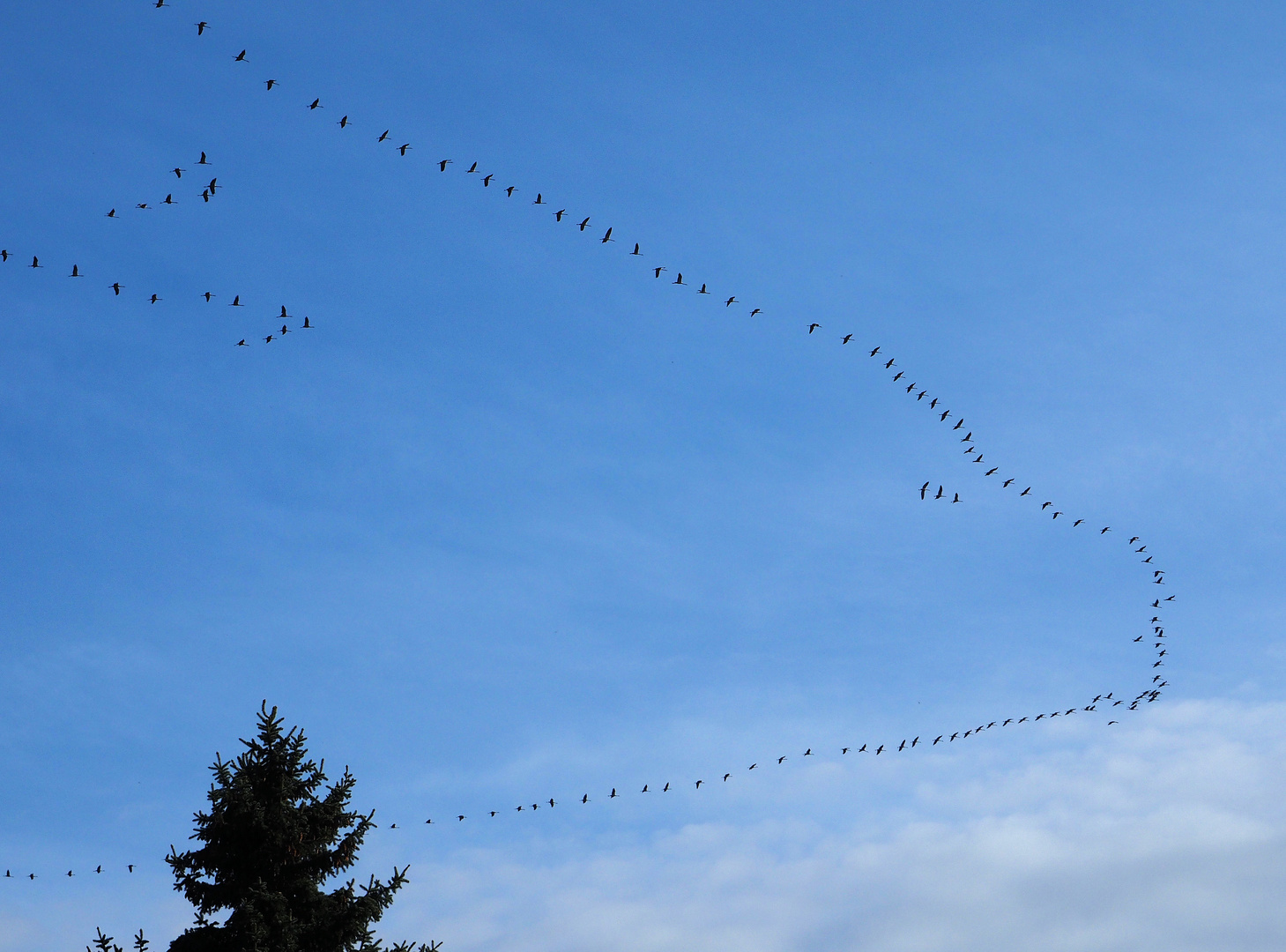 Kunst am Himmel ...die Kraniche....