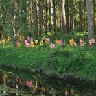 Kunst am Schwarzbach: Bachblüten?