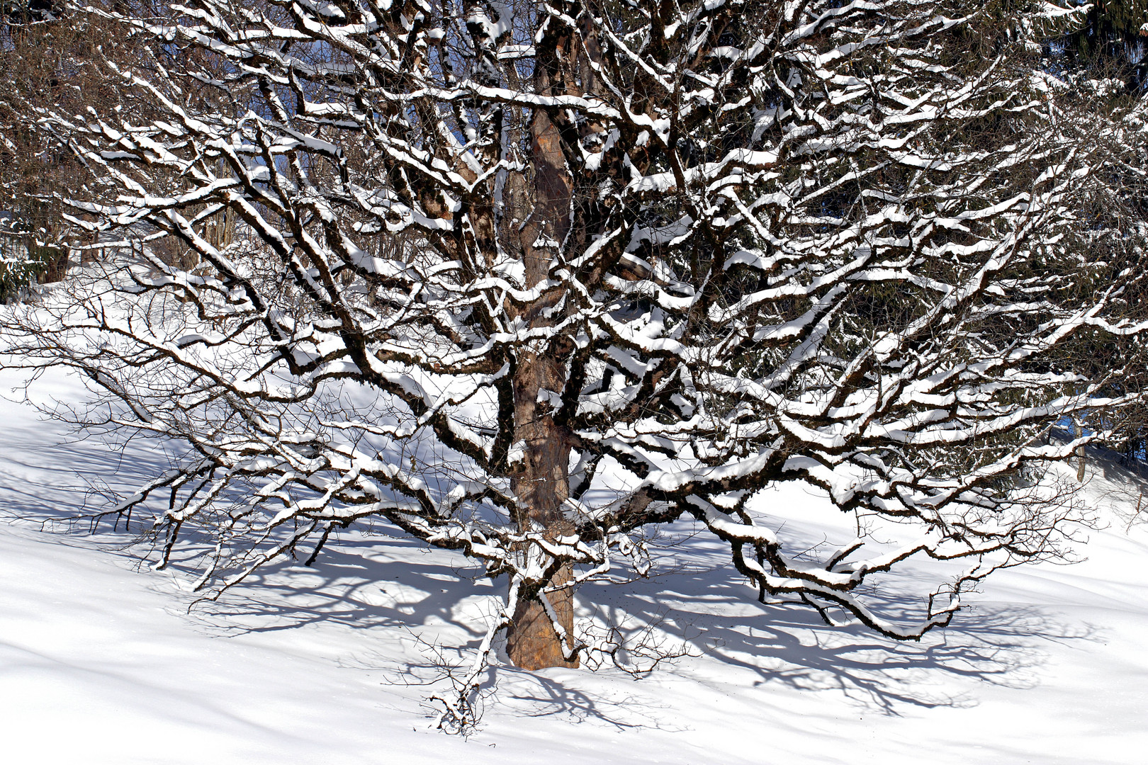 Kunst am und unter dem Baum