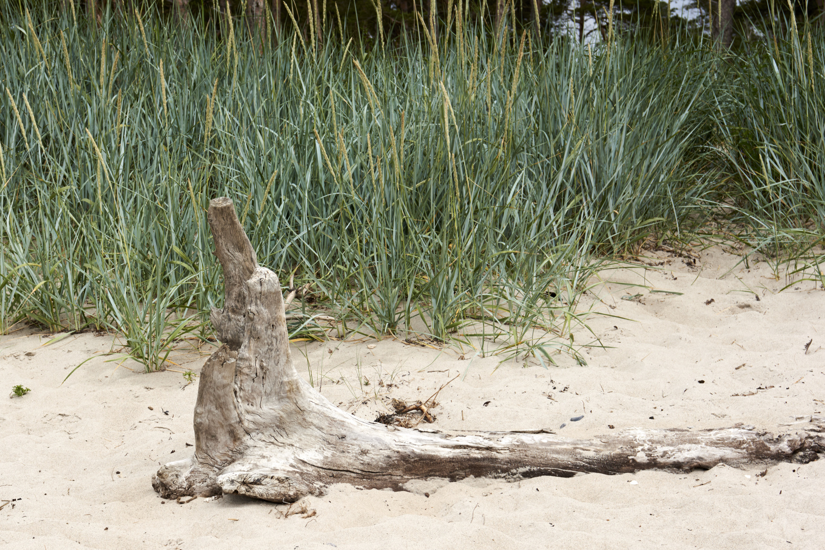 Kunst am Weststrand Darß