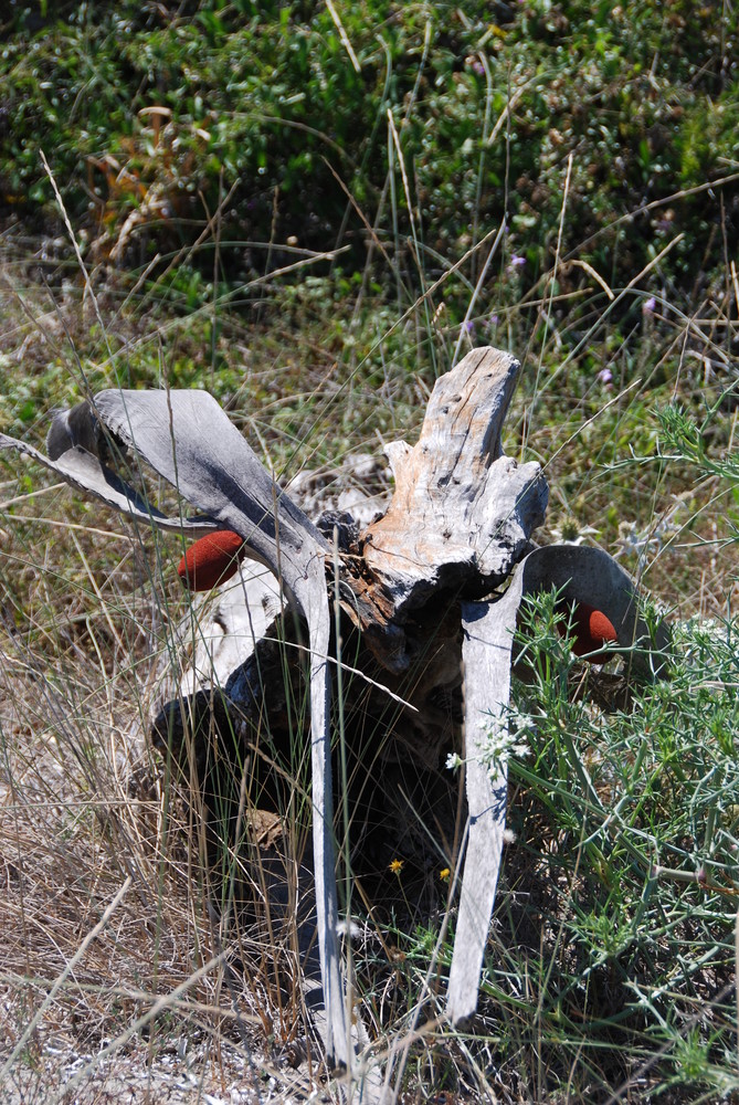 Kunst aus Holz am korsischen Strand 1