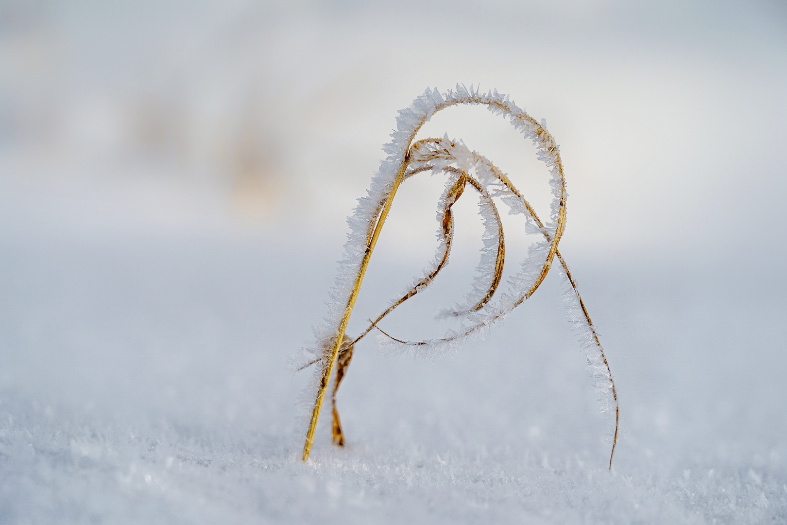 Kunst der Natur 2.0