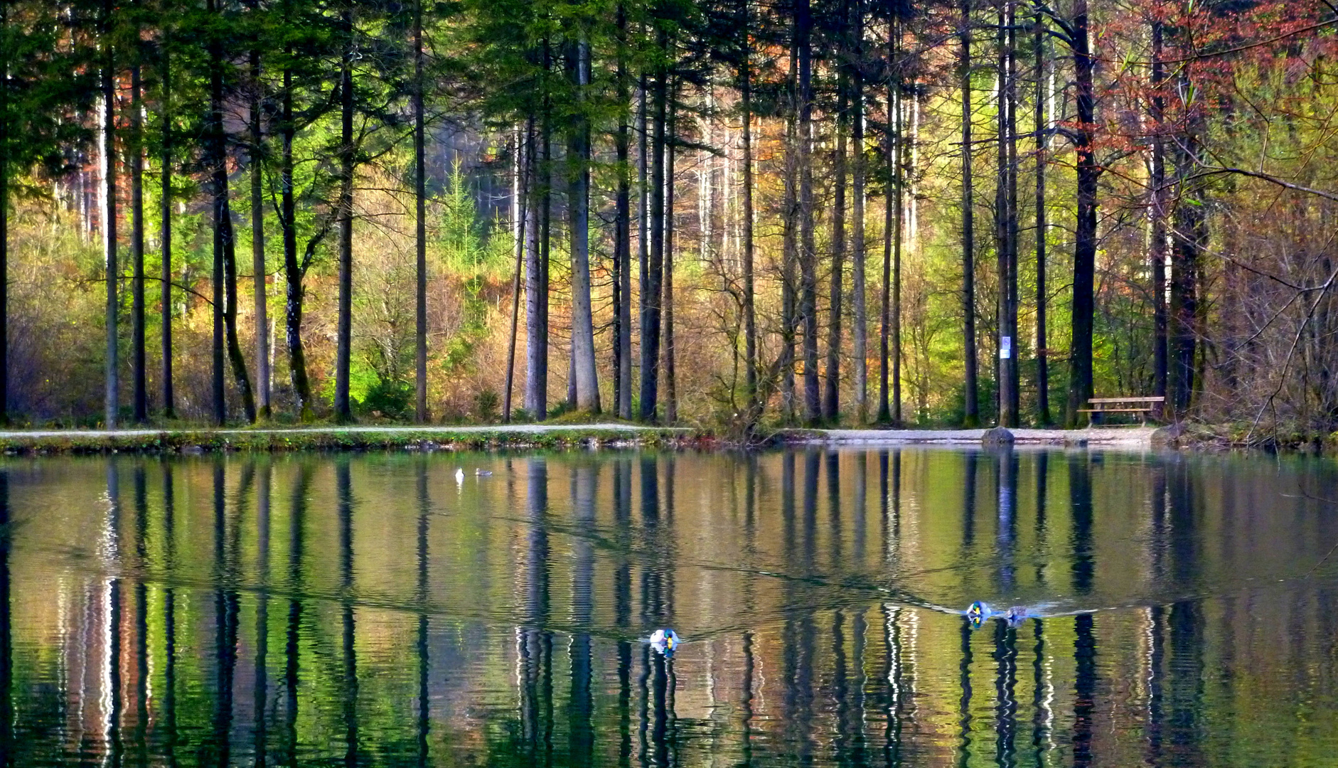 Bilder mit Wald: Entdecke die Magie der Natur in deiner Kunst