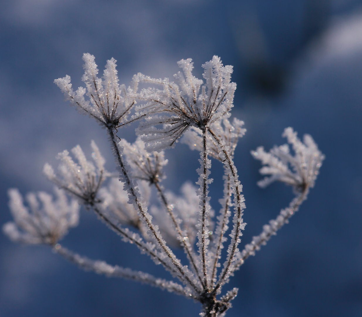 kunst der natur.....