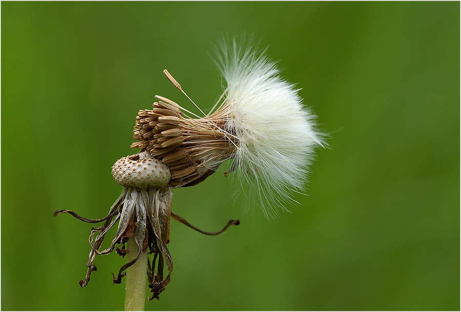 Kunst der Natur