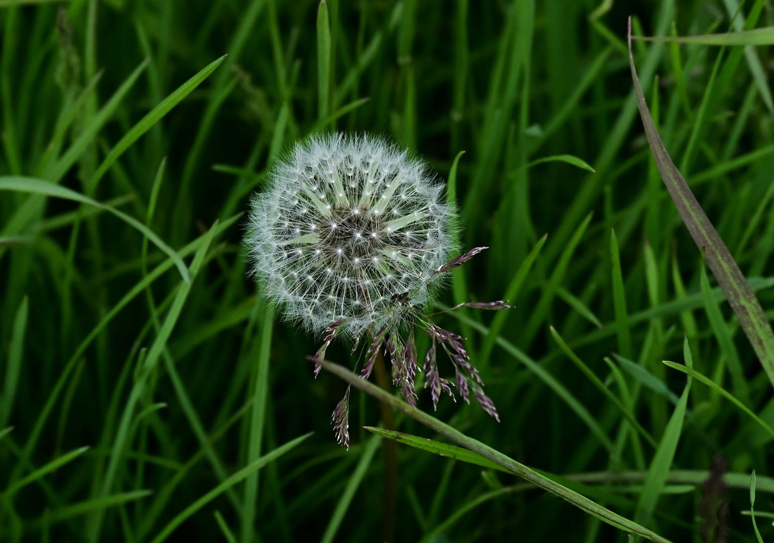 Kunst der Natur