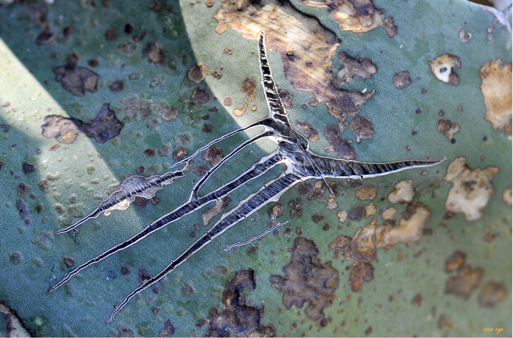 Kunst der Natur - Agave Americana