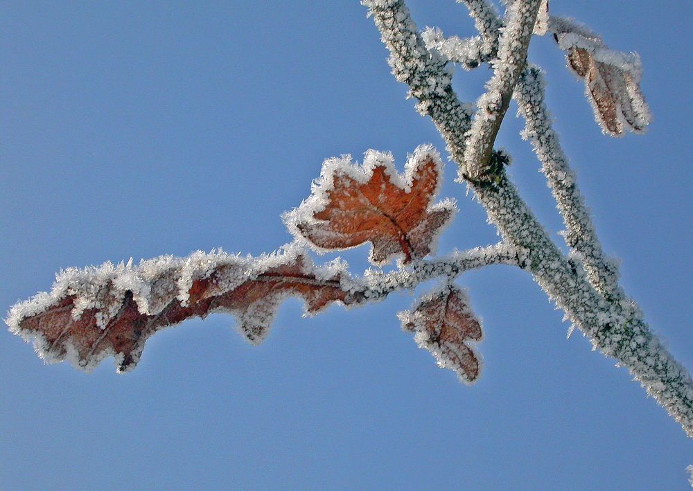 Kunst der Natur