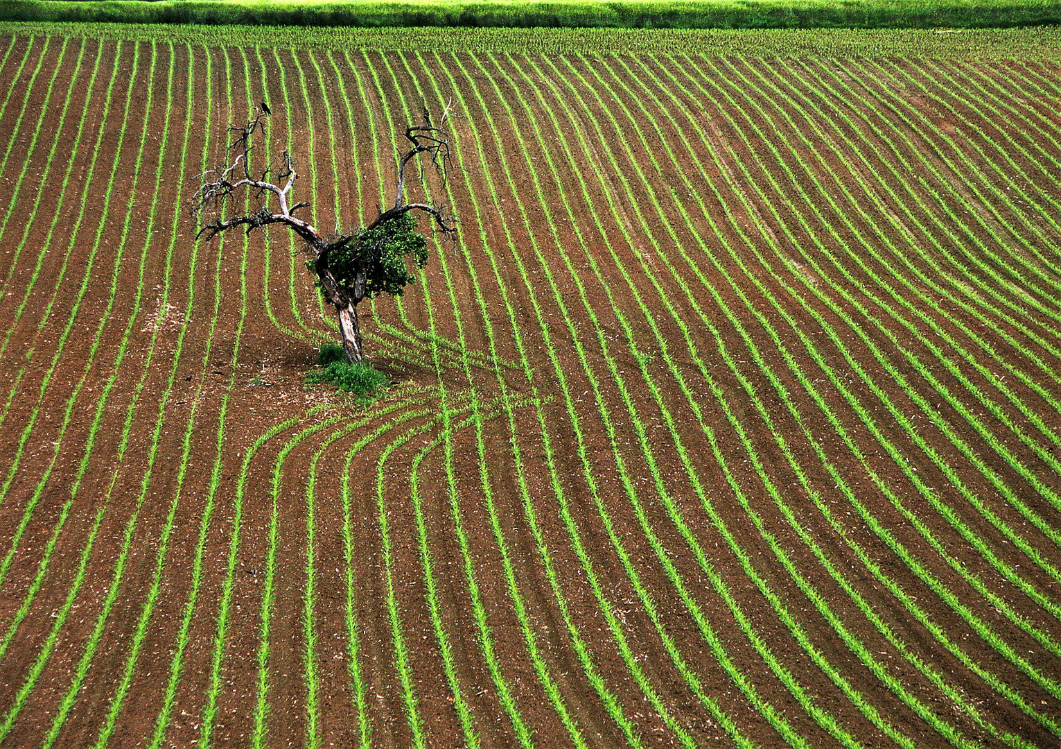 Kunst-Feld