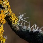 Kunst im Apfelbaum