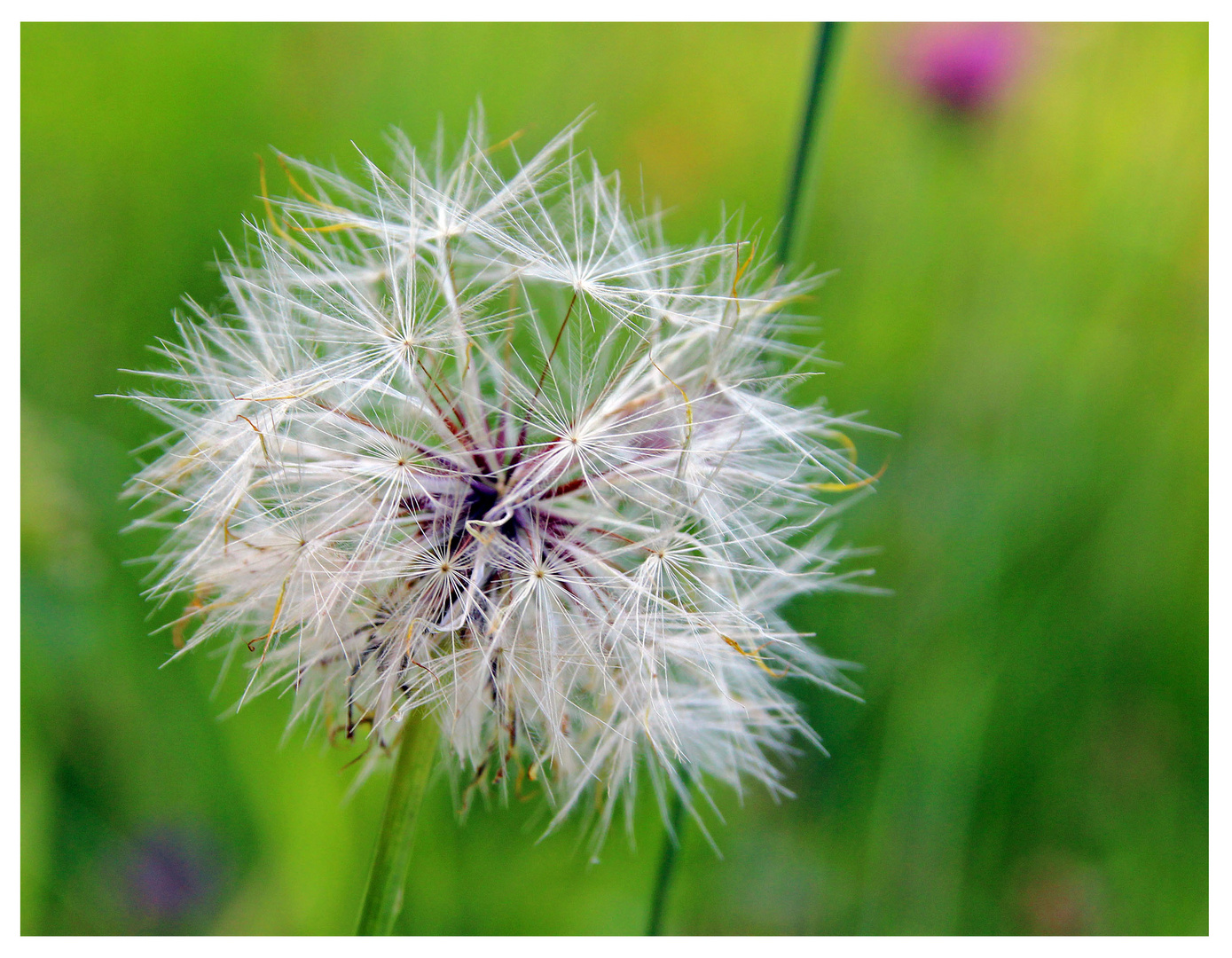 Kunst im Gras mit Blume :)