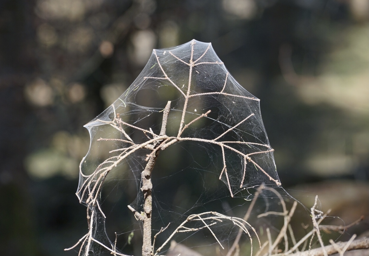 Kunst im Wald