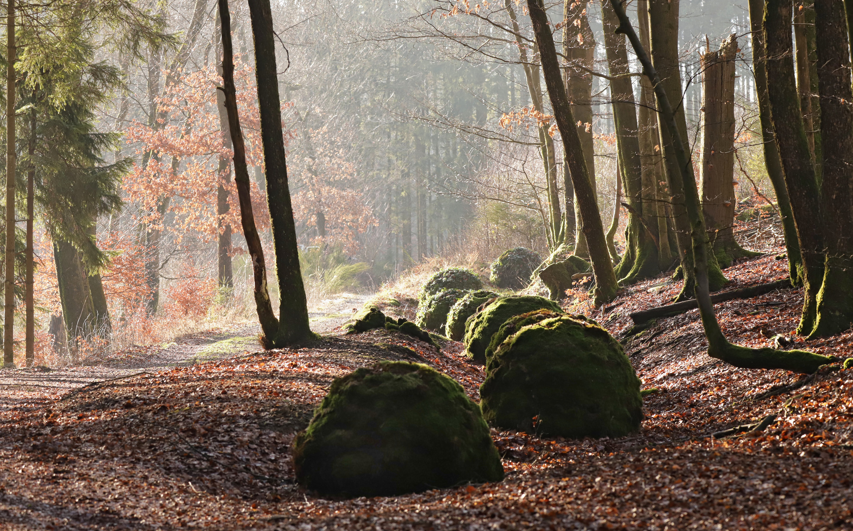 Kunst im Wald (2019_02_13_EOS 6D Mark II_0101_ji)