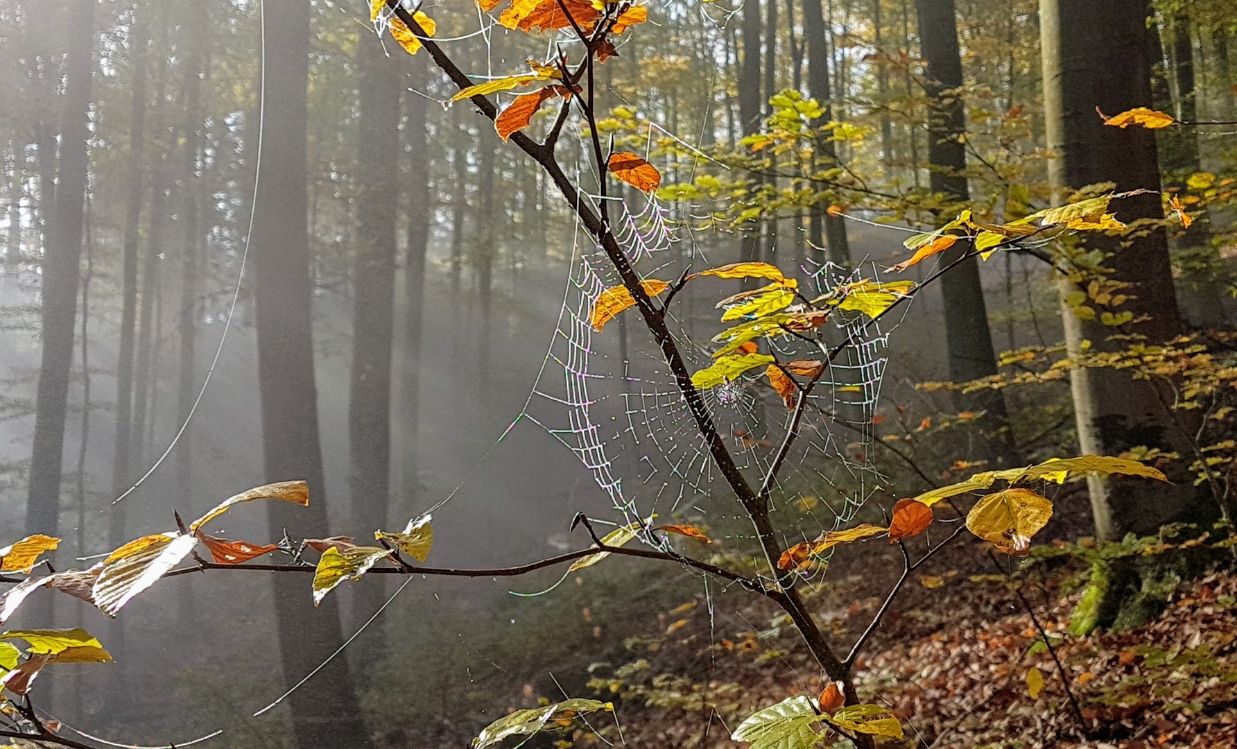 Kunst im Wald