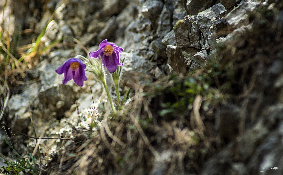 Kunst in der Natur