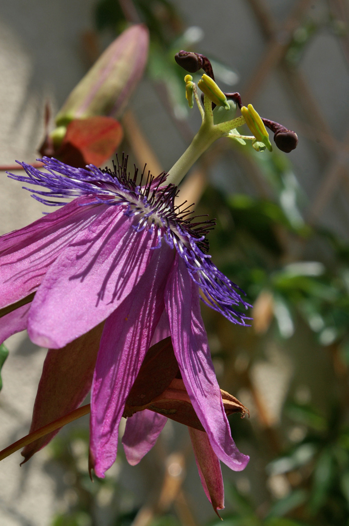 Kunst in der Natur: die Passionsblume