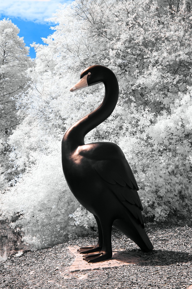 Kunst in Infrarot - Black Swan I