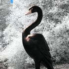 Kunst in Infrarot - Black Swan I