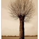 Kunst ist ein Baum, der Früchte trägt