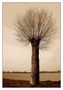 Kunst ist ein Baum, der Früchte trägt von Petra Kuhlmann