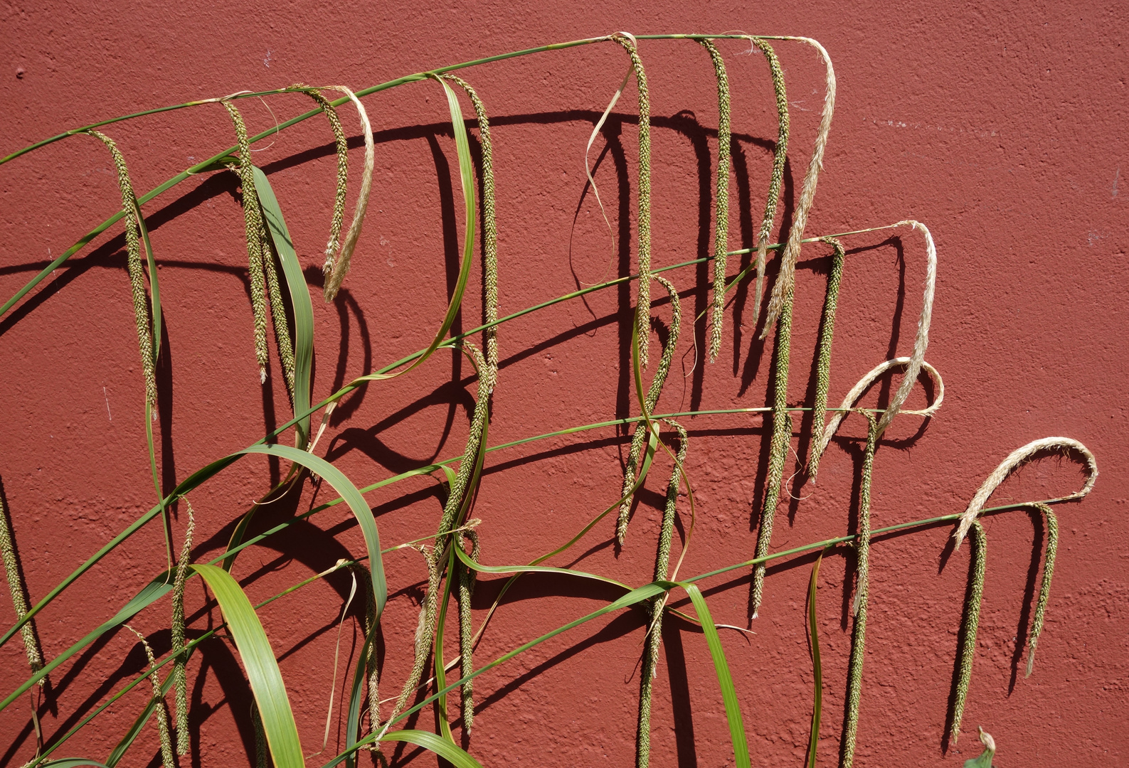 Kunst oder Natur - Farbe und Schatten