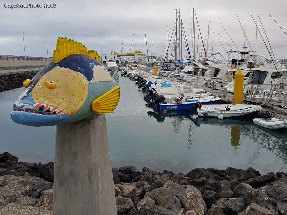 Kunst zwischen Meer und Land Zackenbarsch im Hafen