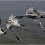 ... Kunstflug-Show beim Hallig-Kroog ...