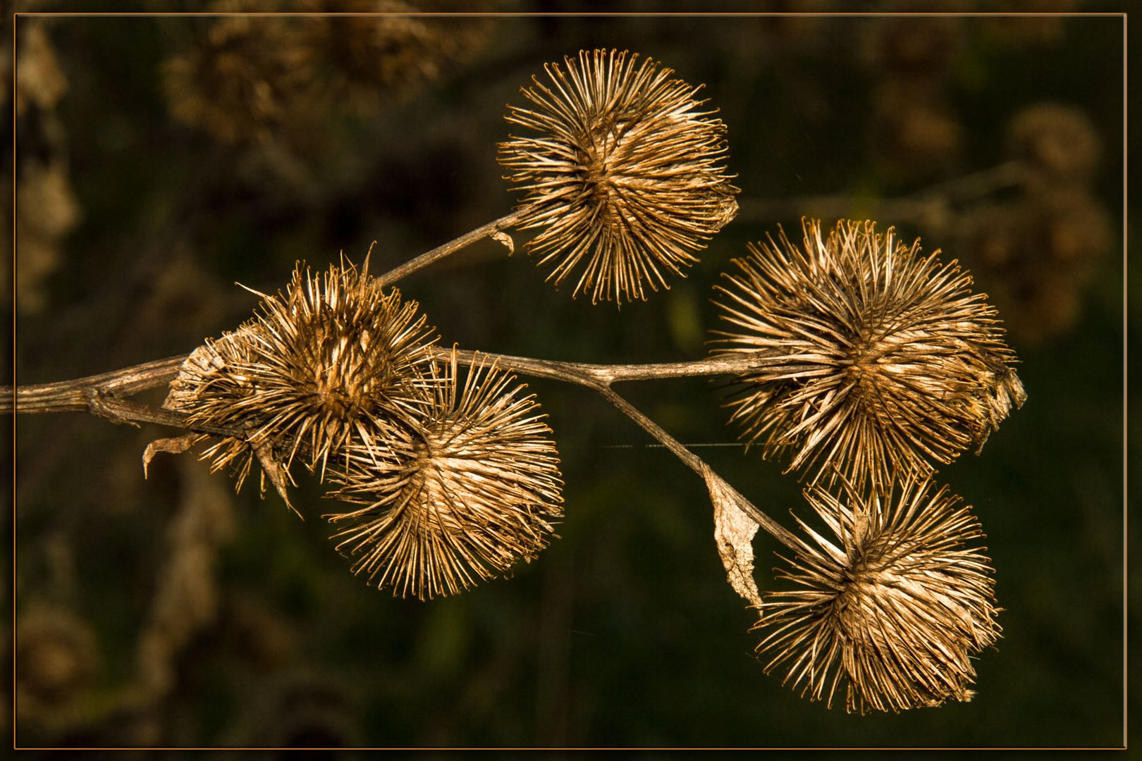 KUNSTFORM DER NATUR II