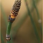 Kunstformen der Natur (2)