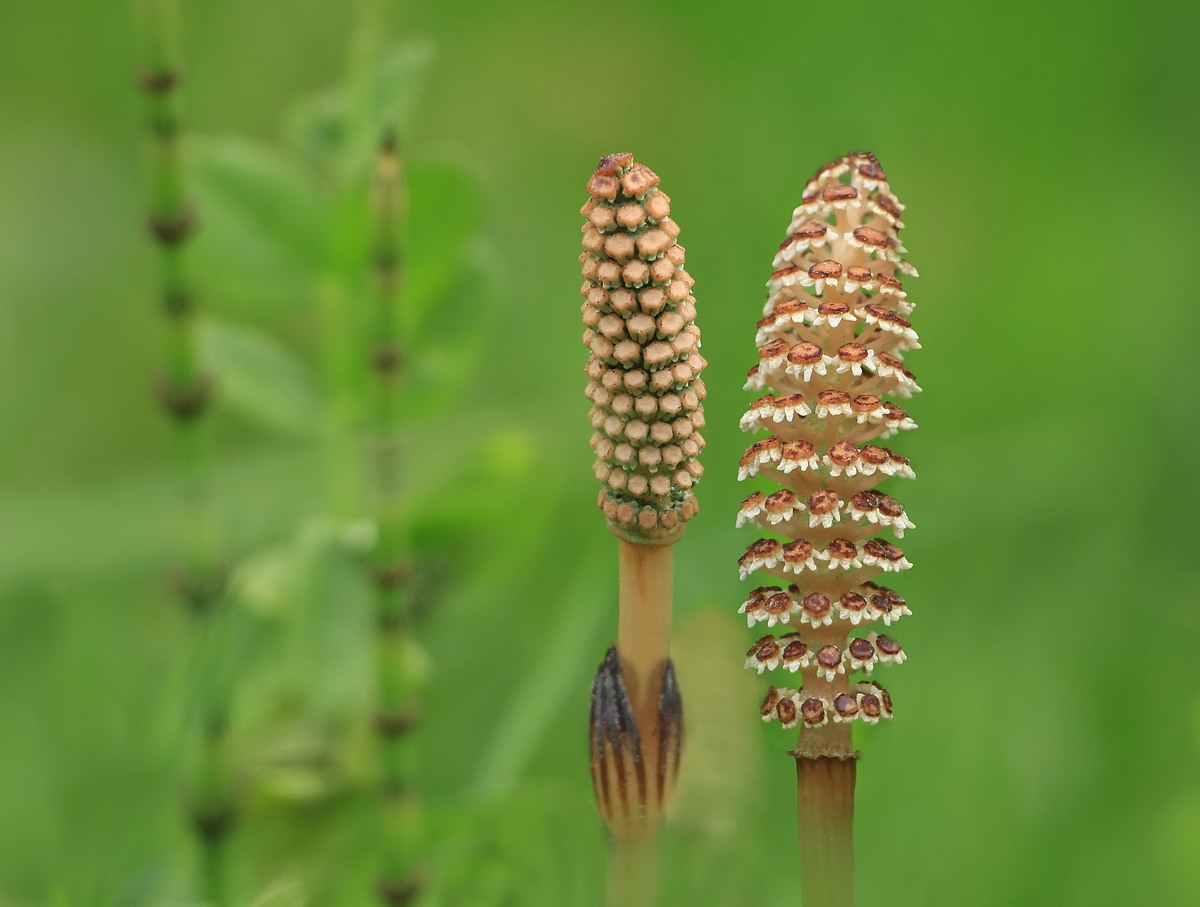 Kunstformen der Natur!