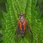 Kunstvoll gezeichnete Schnepfenfliege (Rhagionidae) (1) - Même les mouches ont leur charme!   