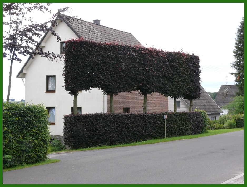 kunstvolle Blutbuchenhecke